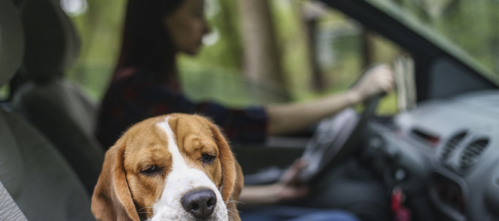 Help for Your Car Sick Dog