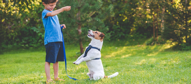 Benefits of Obedience Training