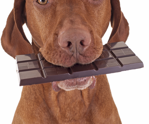 Chocolate is Bad for your Dog. Fact or Fiction