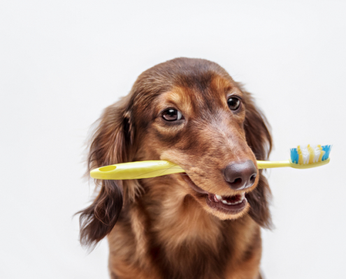 Doggie Dental Hygiene