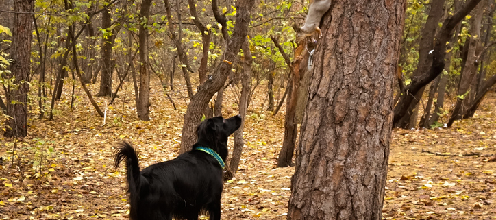 Dogs & Squirrels!