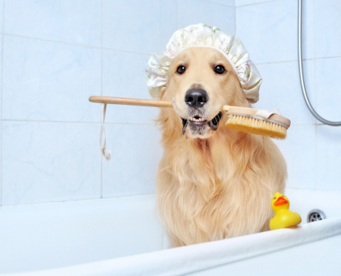 Scrub a Dub Dub Tips for Bathing Your Dog