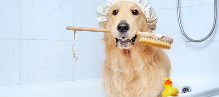 Scrub a Dub Dub Tips for Bathing Your Dog