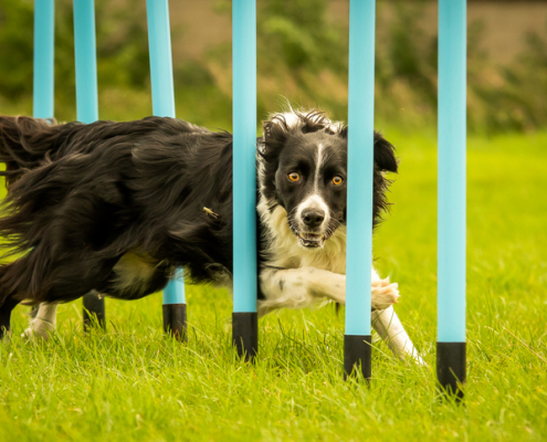 Dog Agility Training