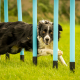 Dog Agility Training