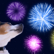 Dogs & Fireworks