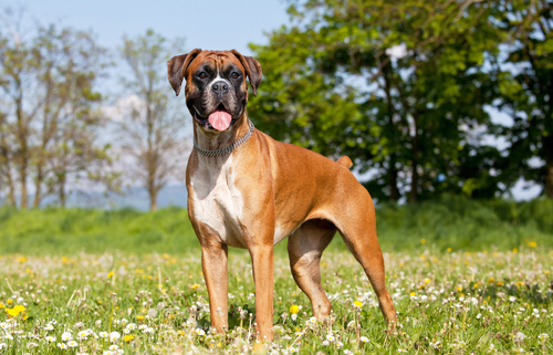 Spotlight Breed Boxer