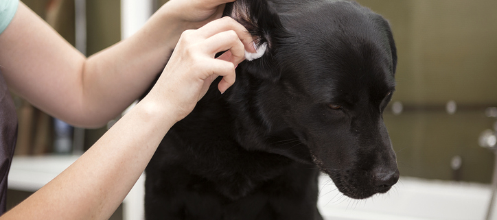 The Importance of Regular Dog Ear Care