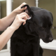 The Importance of Regular Dog Ear Care