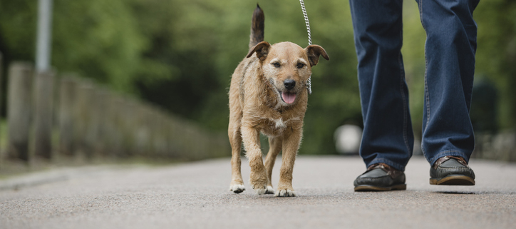 Tips for Exercising Senior Dogs