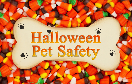 10 Halloween Safety Tips for Pets