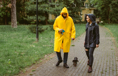 can-dogs-track-scent-in-the-rain