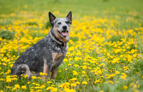 Spotlight Breed Australian Cattle Dog