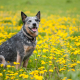 Spotlight Breed Australian Cattle Dog