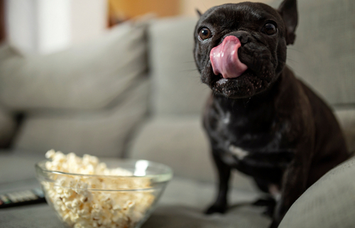 Welcome to the Show! Popcorn & Dogs