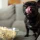 Welcome to the Show! Popcorn & Dogs