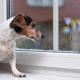 Separation Anxiety in Dogs