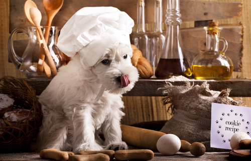 Tuesday’s Treat: Chicken & Biscuit Treats