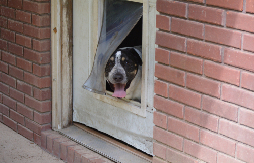 Doggie Doors