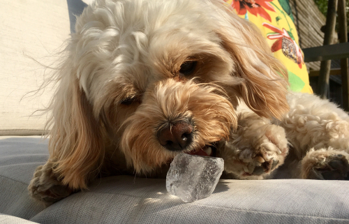 Dogs & Ice Cubes Good or Bad