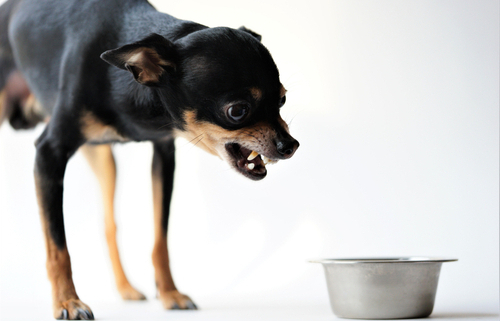 How to Stop Food Aggression in Dogs