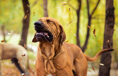 Reverse Sneezing It’s a Thing!