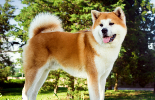 Spotlight Breed Akita