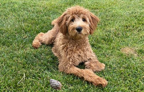 Spotlight Breed Goldendoodle