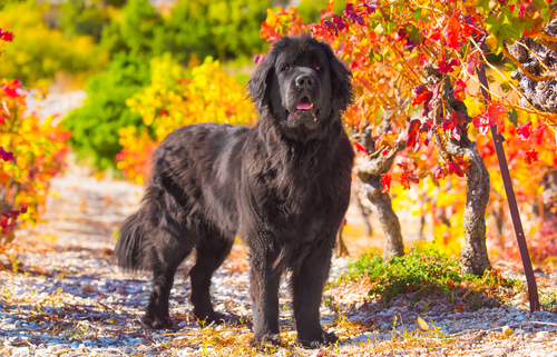 Spotlight Breed Newfoundland