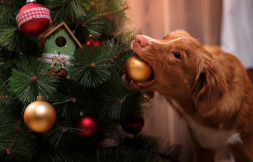 Christmas Tree Safety Tips for Pet Parent