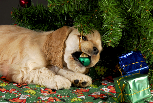 Christmas Trees & Dogs A Bad Combination!