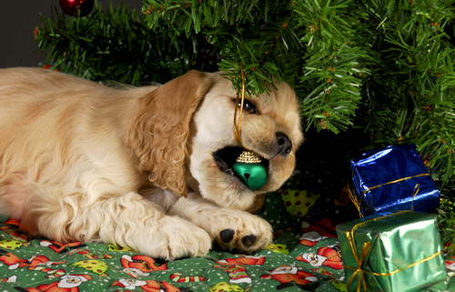 Christmas Trees & Dogs A Bad Combination!