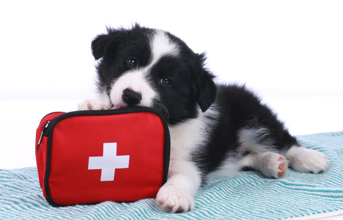 DIY Doggie First Aid Kit