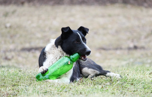 Dogs & Alcohol