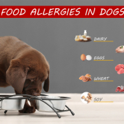 Food Allergies in Dogs