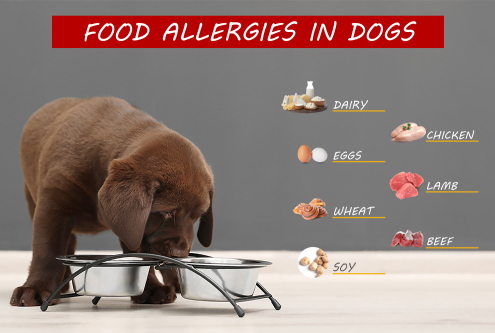 Food Allergies in Dogs