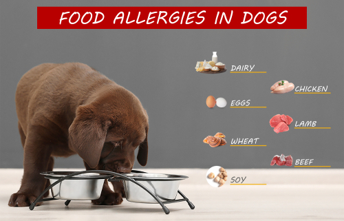 Food Allergies in Dogs