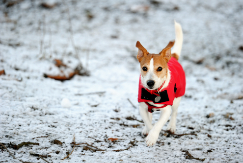 Myth Busters Do Dogs Need Coats in the Winter