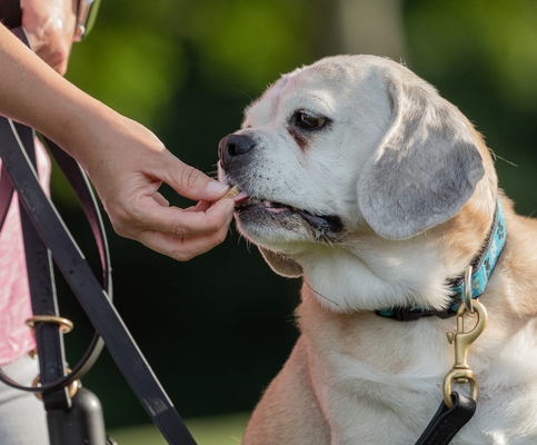 Pawsitive Reinforcement: A Training Method