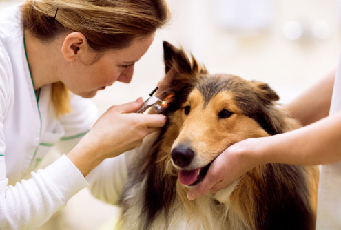 Protecting Your Dog's Hearing