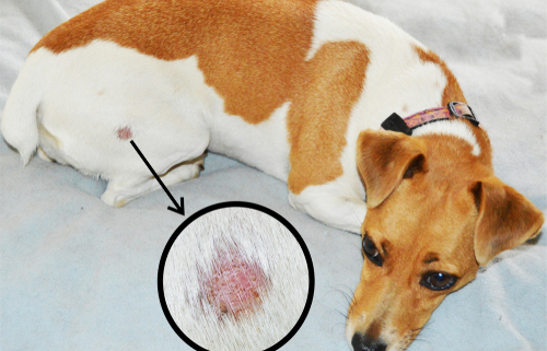 Ringworms in Dogs