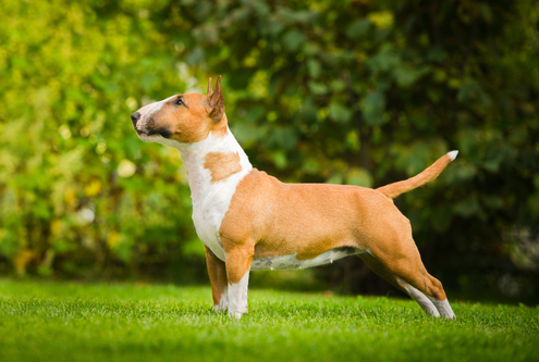 Spotlight Breed Bull Terrier