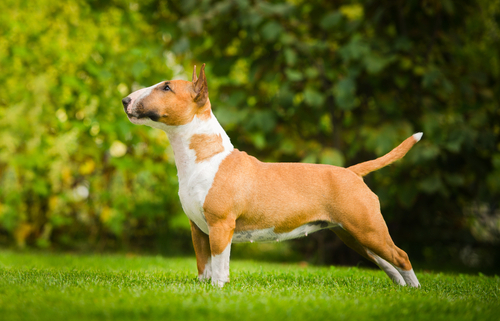 Spotlight Breed Bull Terrier