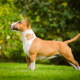 Spotlight Breed Bull Terrier