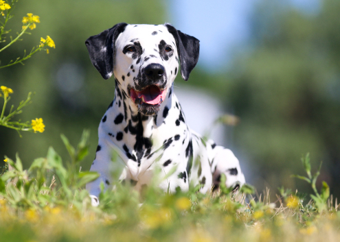 Spotlight Breed Dalmatian