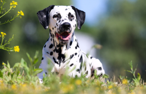 Spotlight Breed Dalmatian