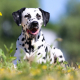 Spotlight Breed Dalmatian