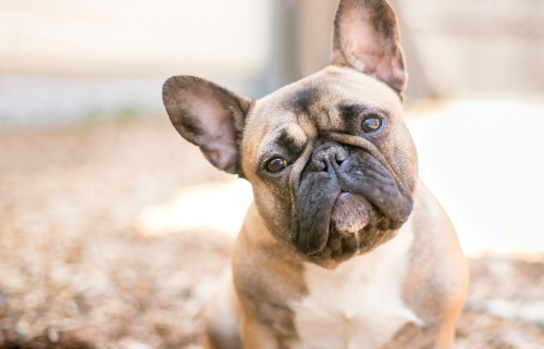 Spotlight Breed French Bulldog