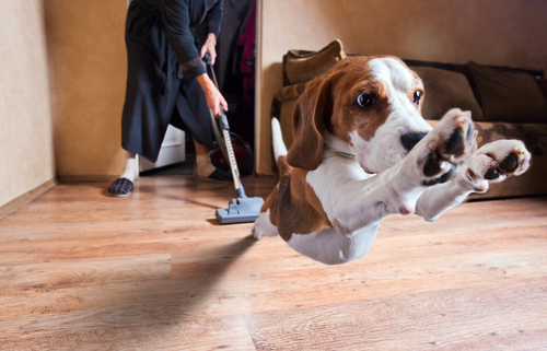 Vacuums & Dogs Oh My!