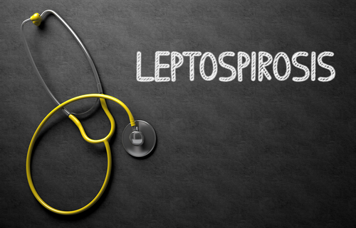 What Is Leptospirosis and Should You Be Concerned